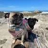 Margo, Ivy & Bean - @margo.ivy.bean - TikTok