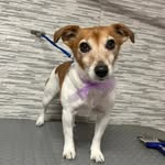 piccola margot🐾♀️🇮🇹💗🥎 - @margot_jack_russell - Instagram