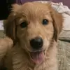 Jester the Golden 🐕‍🦺 - @margo_and_jester - TikTok