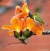 Margo Kento - Facebook