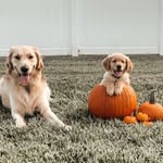 Winston + Margo Kramer - @goldenkramers - Instagram