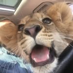 Margo_lion - @margo_leff - Instagram