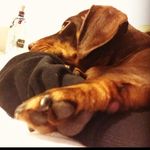 Margo Long Body - @margoisthebestdog - Instagram