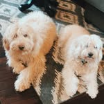 Manning & Margo - @manningandmargo - Instagram