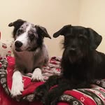 Charlie and Margo and Marshall - @charlie.the_bordercollie - Instagram