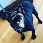 Moody.Margo.The.Frenchie - @moody.margo.the.frenchie - Instagram