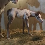 Margo Panijan O'Brien - @cowpony805 - Instagram