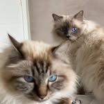 Irmãos Margot & Oliver Melleu - @oliver_and_margot - Instagram