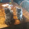🐱🐱🐱🐱🐱🐱 - @margo_oliver - TikTok