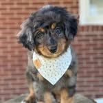 Oliver Joshua + Margot Charlotte Braun - @oliver.margot.bernedoodles24 - Instagram