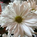 Margo Olson Grow - @margoolsongrow - Instagram