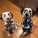 Margo and Otto - @margoandottothedals - Instagram