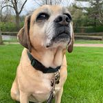 Margo, Patrick & Cooper - @coffeecupwithasideofpup - Instagram