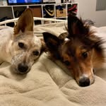 Margo & Piper Fritz - @margsandpipes - Instagram