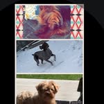 Margo, Muffin, And Piper - @pup.please - Instagram
