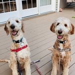 Margot & Piper 🐾🐾 - @piperandmargot - Instagram