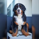 Simone, Margot, Piper & Nina the Berners - @simone.piper.margot.the.berner - Instagram