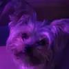 Маргарита - @margopostnova - TikTok
