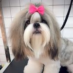 Margo Ramos 🐶 - @margoshitzu - Instagram