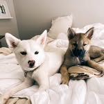 MARGO, COCO + PACK | RACHAEL - @margo_and_cocos_pack - Instagram