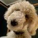 Margo Roman, DVM - Support for Integrative Veterinarian Medicine - Facebook