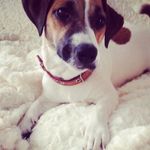 jack_russell_Margo - @jack_russell_margo - Instagram