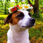 Марго💫 - @jack_russell_margo_ - Instagram