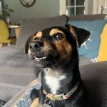 Margo 💓 - @margo_thejackrussell - Instagram