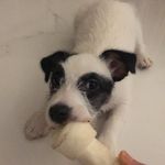 Margô Jack Russell Terrier - @margo_202008 - Instagram