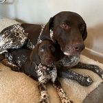 Margo & Purdey Thornton-Allan - @andthenthereweretwo_gsps - Instagram