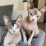 Margot & Vincent - @vincentmargotsphynx - Instagram