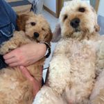 Margo & Walter - @margoandwalter - Instagram