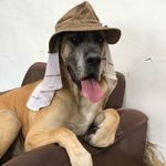 Margo, Norton and Walter - @cowlerdogs - Instagram