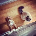 Walter 🐱 Margo 🐶 - @walter_and_margo_ - Instagram