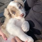 Margot Brooks - @margotthecollie - Instagram