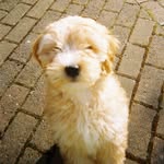 Margot Collins - @margot.maltipoo - Instagram
