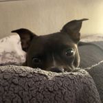 margot - @margotthestaffcross - Instagram