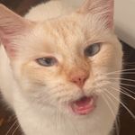 Margot the flame point - @crosseyedmargot - Instagram