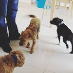 margotthestaffycross - @margotthestaffycross - Instagram