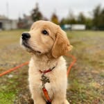 🐶 Margot - Golden Retriever - @margot_therealgolden - Instagram