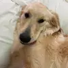 A Golden Margot - @golden.margot - TikTok