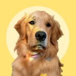 Margot 💛 | Golden Retriever - @goldinhamargot - Instagram