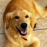 Margot_Golden_Heart - @margot_golden_heart - Instagram