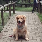 Margot Golden Retriever - @margot_goldenretriever - Instagram