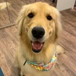 Margot Golden Retriever - @margotgoldenretriever - Instagram