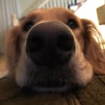 Margot - @margot.goldenirish - Instagram
