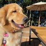 Margot - @margot_golden_ - Instagram