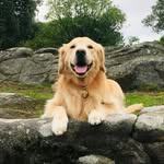 Margot - @margot_golden_retriever - Instagram