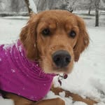 Margot - @margot_goldenirish - Instagram
