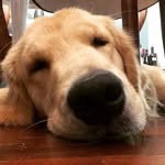 Margot - @margot_goldenlicia - Instagram